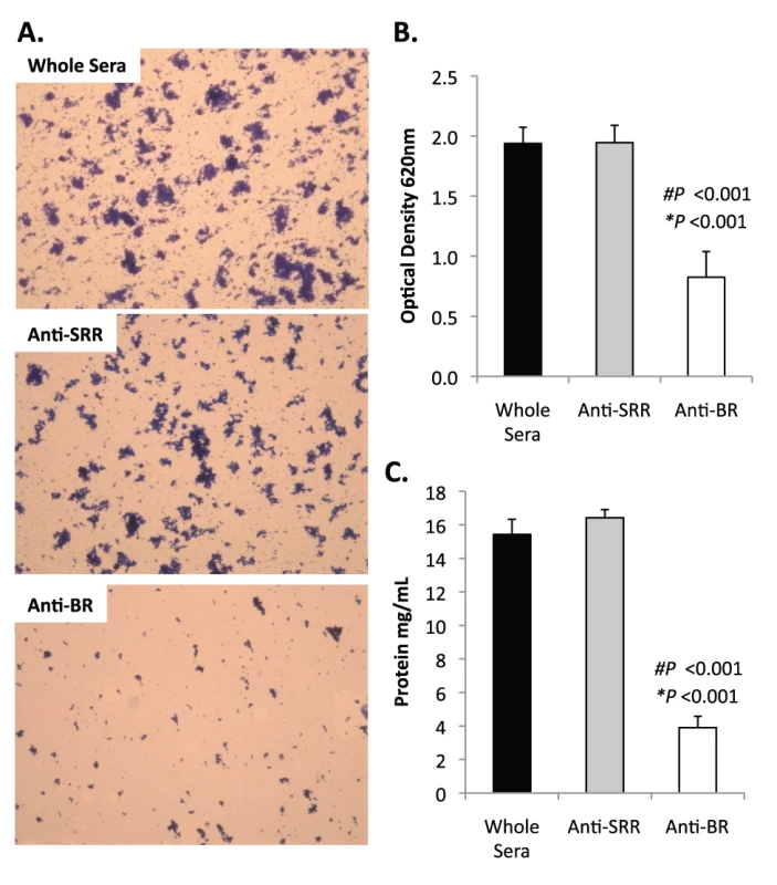 Antibodies to the BR domain but not the serine-rich motif block intra-species bacterial interactions.
