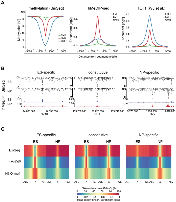 5hmC marks LMRs in a cell-type specific fashion.