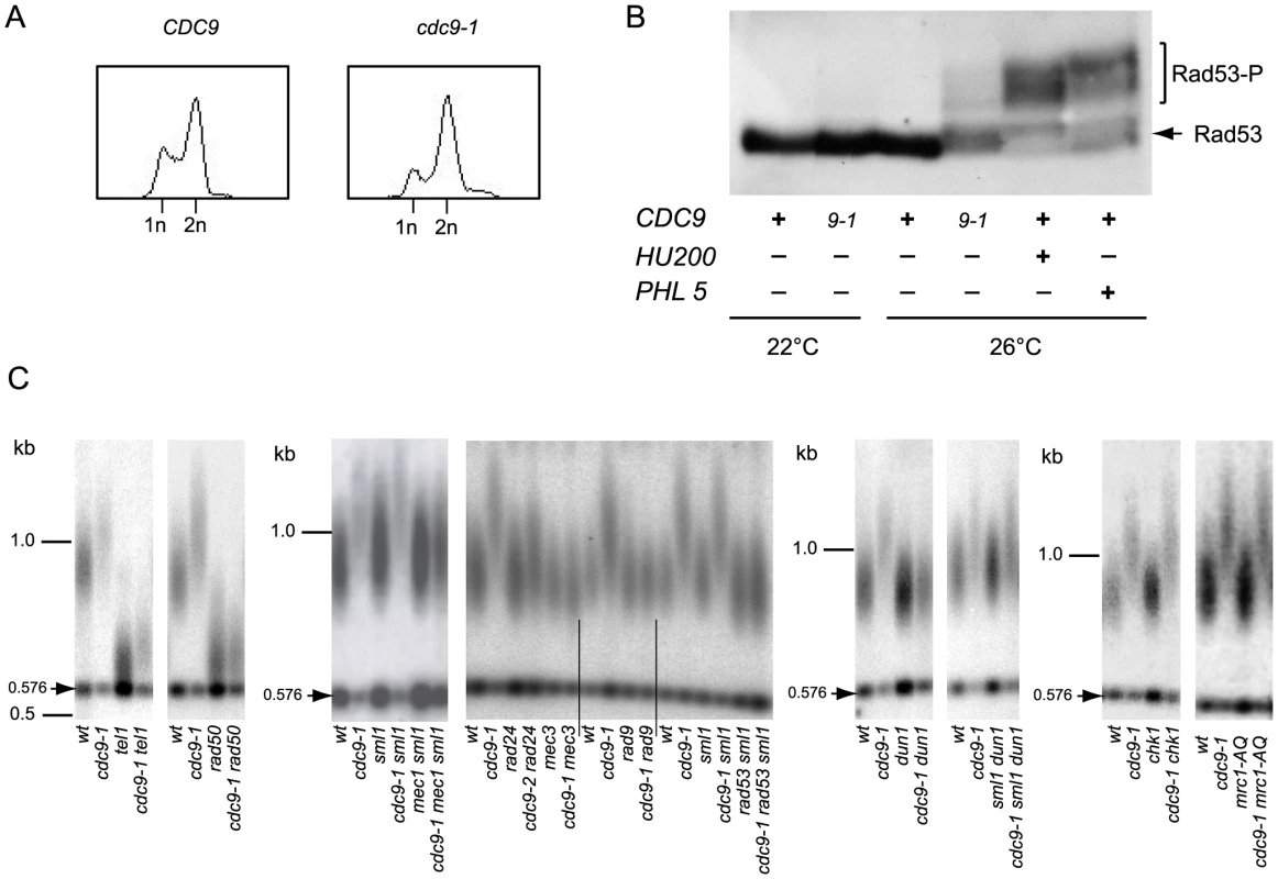 Activation of the DNA damage checkpoint occurs in <i>cdc9-1</i> cells at 26°C and is required for their telomere length phenotype.