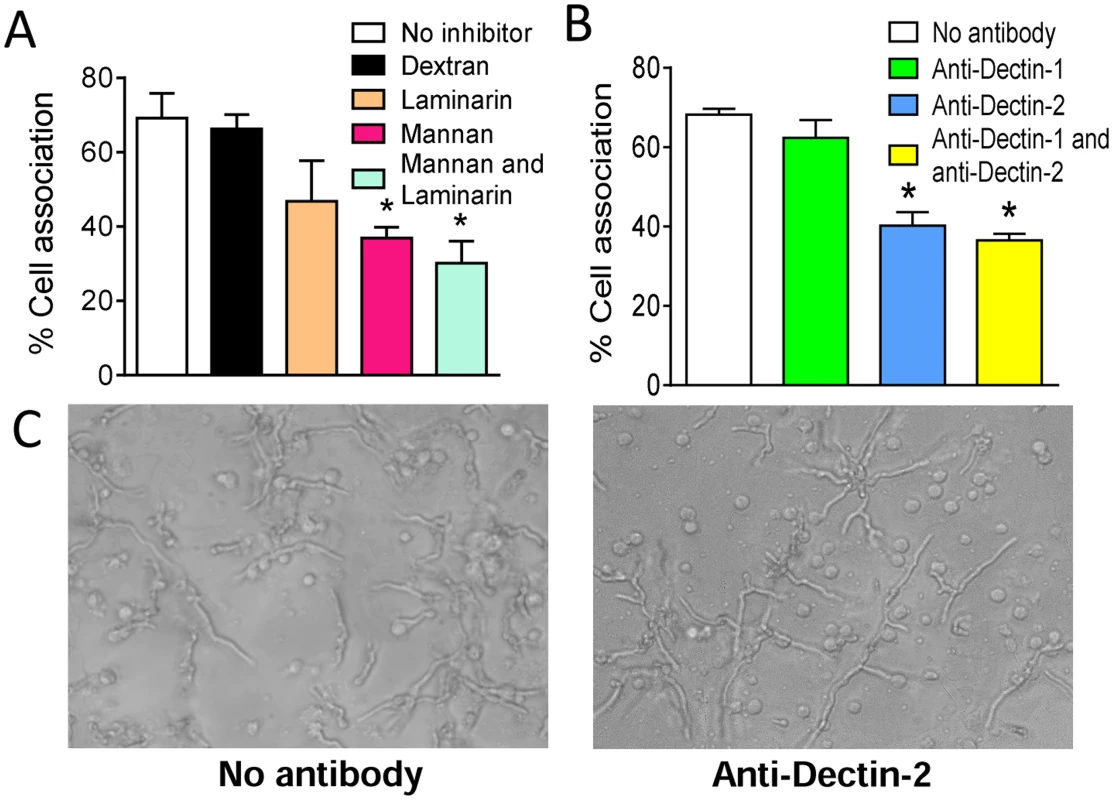 <i>A</i>. <i>fumigatus</i> hyphae are recognized by the mannose receptor, Dectin-2, on pDCs.