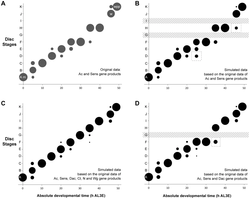 The probability of attributing a wing disc dissected at a given age to a particular disc stage.