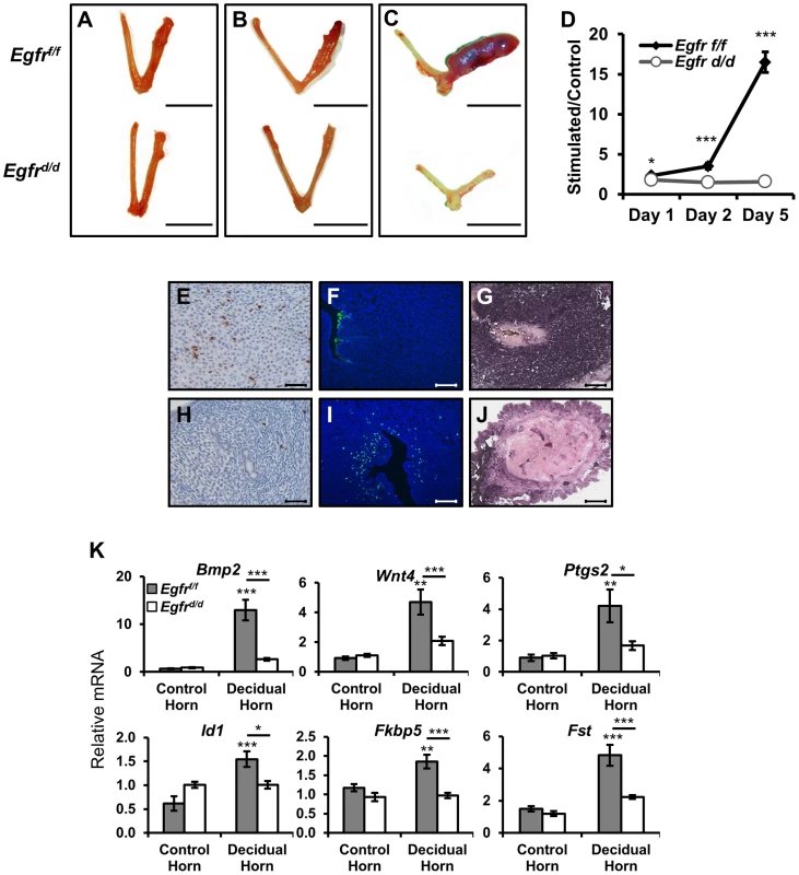 <i>Egfr</i> ablation results in major defects in decidualization.