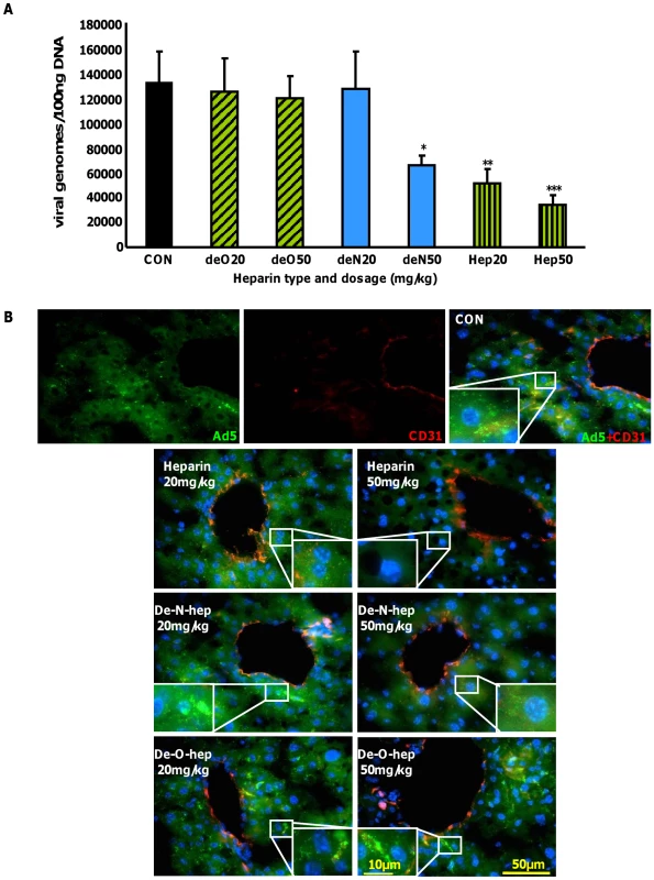 Effect of modified heparins on Ad5 liver accumulation.