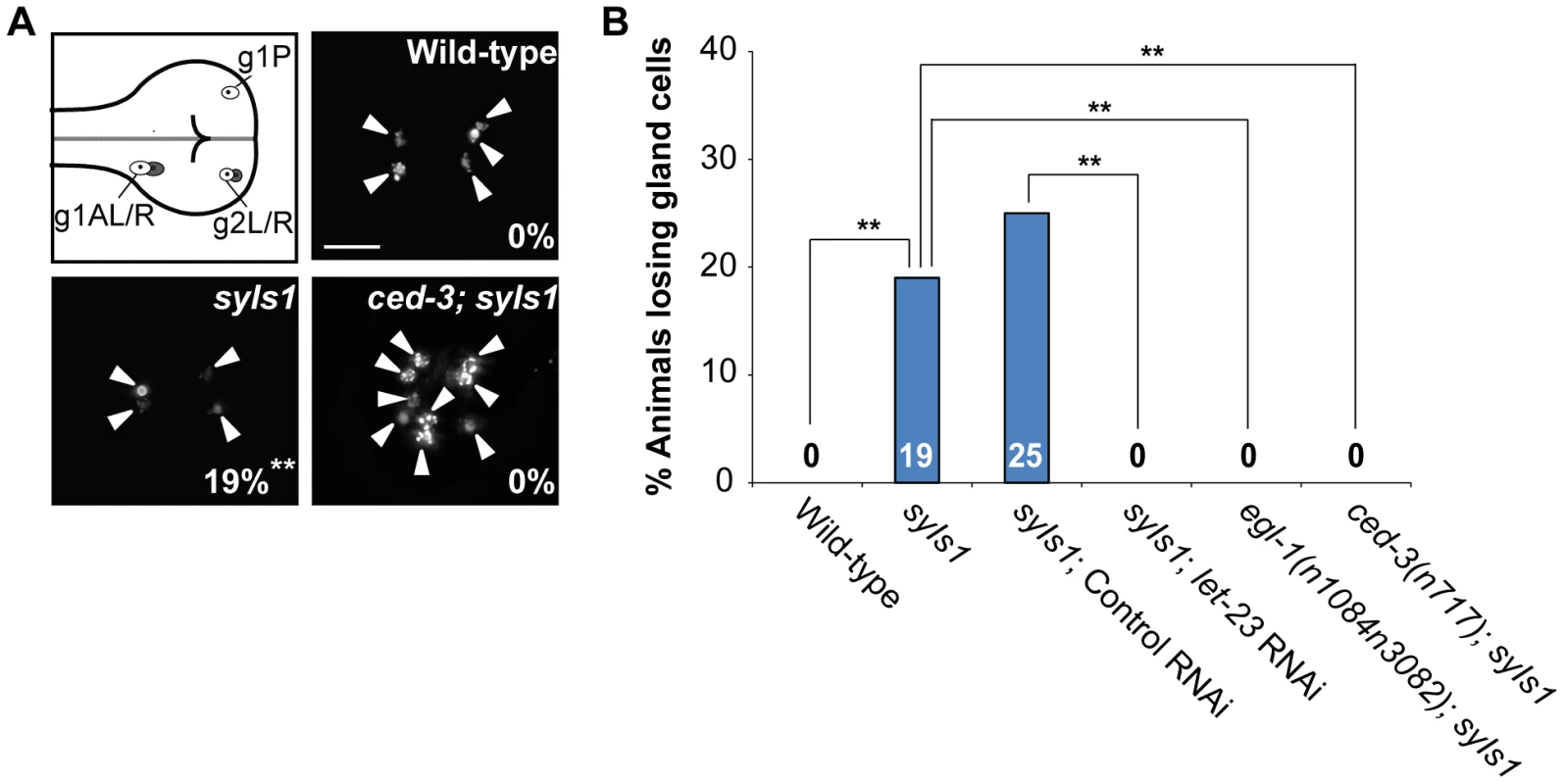 Overexpression of <i>lin-3</i> induces ectopic gland cell death(s) through <i>let-23</i> and the core PCD pathway.