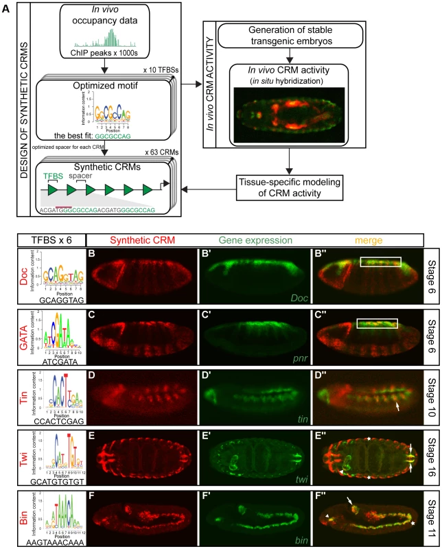 Simple synthetic elements containing homotypic TF motifs can generate complex spatio-temporal activity.
