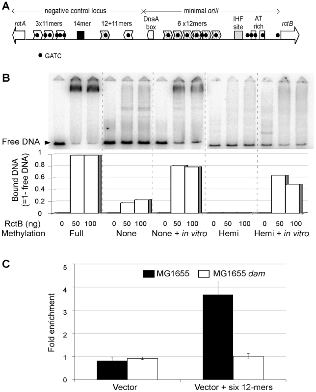 RctB binding to variously methylated <i>oriII</i> DNA.