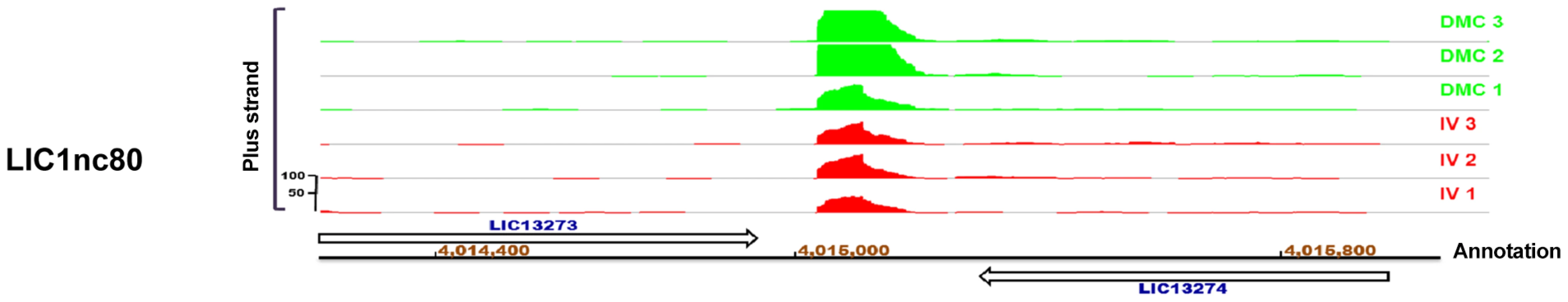 IGB viewer of candidate sRNA <i>LIC1nc80</i>.