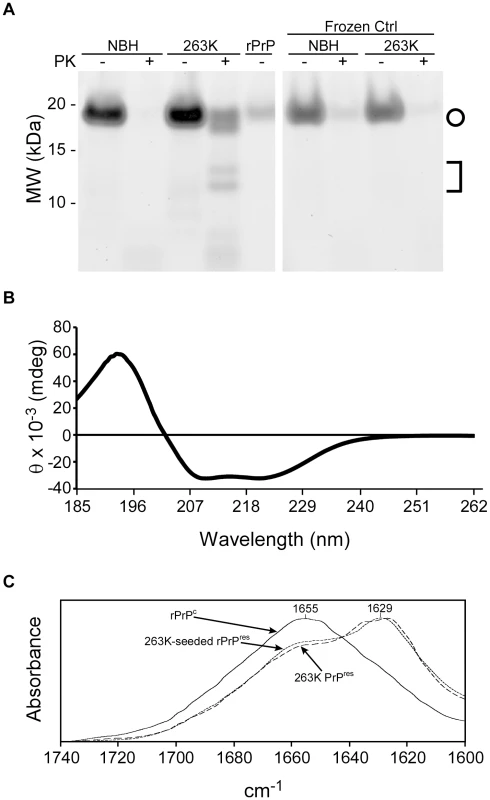 SDS-PAGE, circular dichroism (CD), and Fourier transform infrared spectroscopy analyses of RT-QuIC products.
