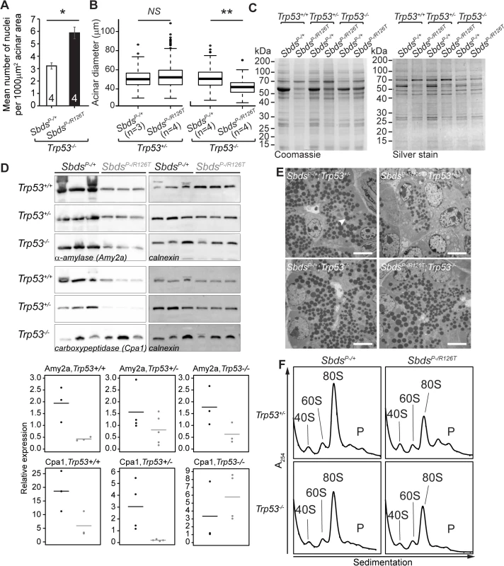 SDS pancreas senescence is downstream of p53-dependent changes in protein synthesis.