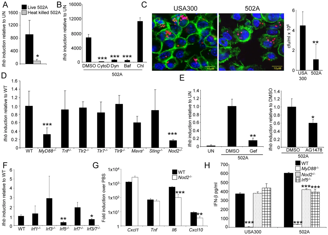 Induction of type I IFN by 502A requires endocytosis, Nod2 and IRF5.
