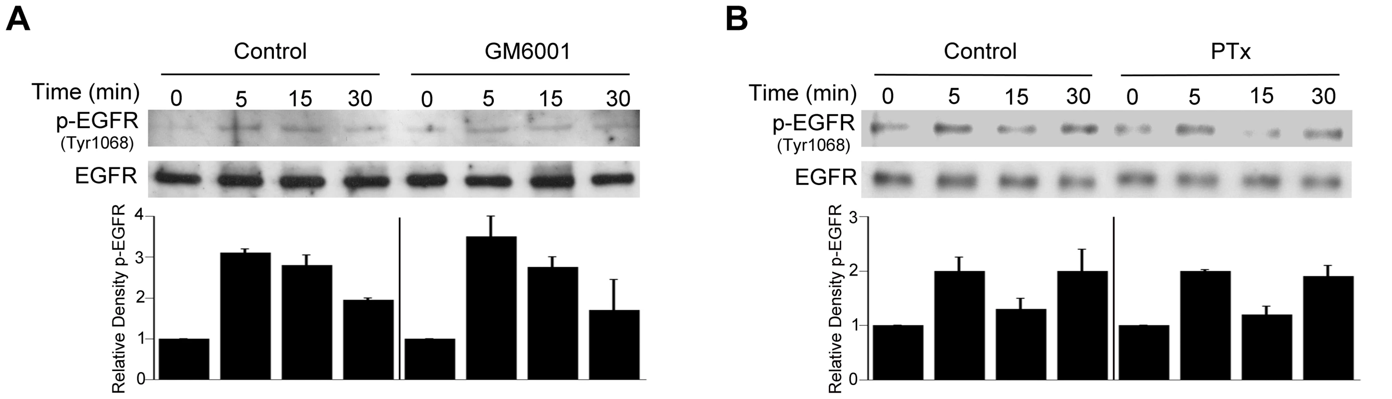 Role of metalloproteinases and G protein coupled receptors in <i>T. gondii</i>-induced EGFR phosphorylation.