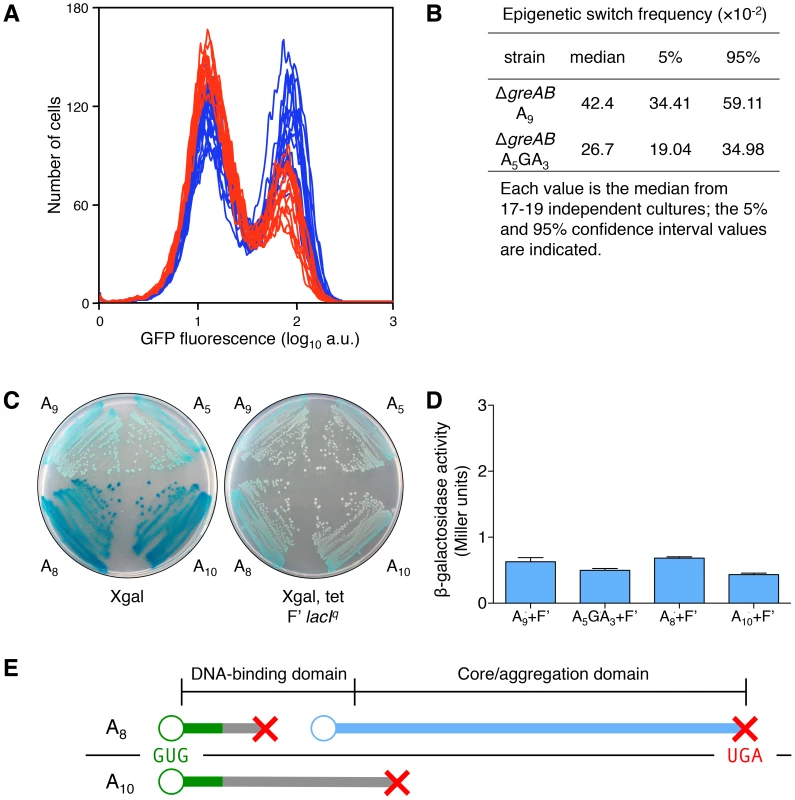 Transcription errors, not translational frameshifting, at the <i>lacI</i> A<sub>9</sub> sequence influences stochastic switching.