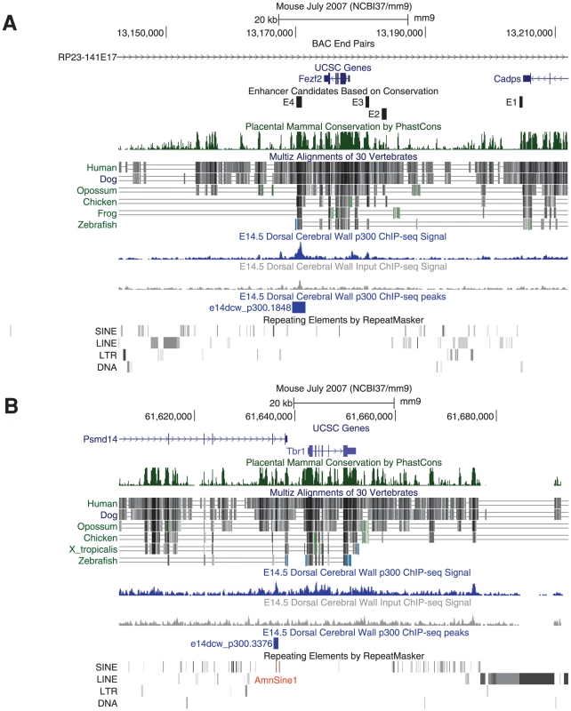 p300 peaks next to key neocortical developmental genes.