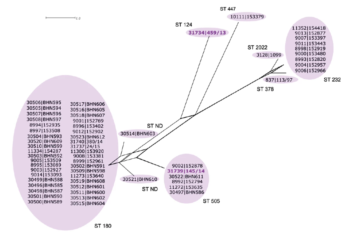 Dendrogram Streptococcus pneumoniae sérotypu 3 na podkladě MLST charakteristik, ČR, 1995–2014<br>
Figure 1. Dendrogram of Streptococcus pneumoniae serotype 3 based on MLST characteristics, Czech Republic, 1995–2014