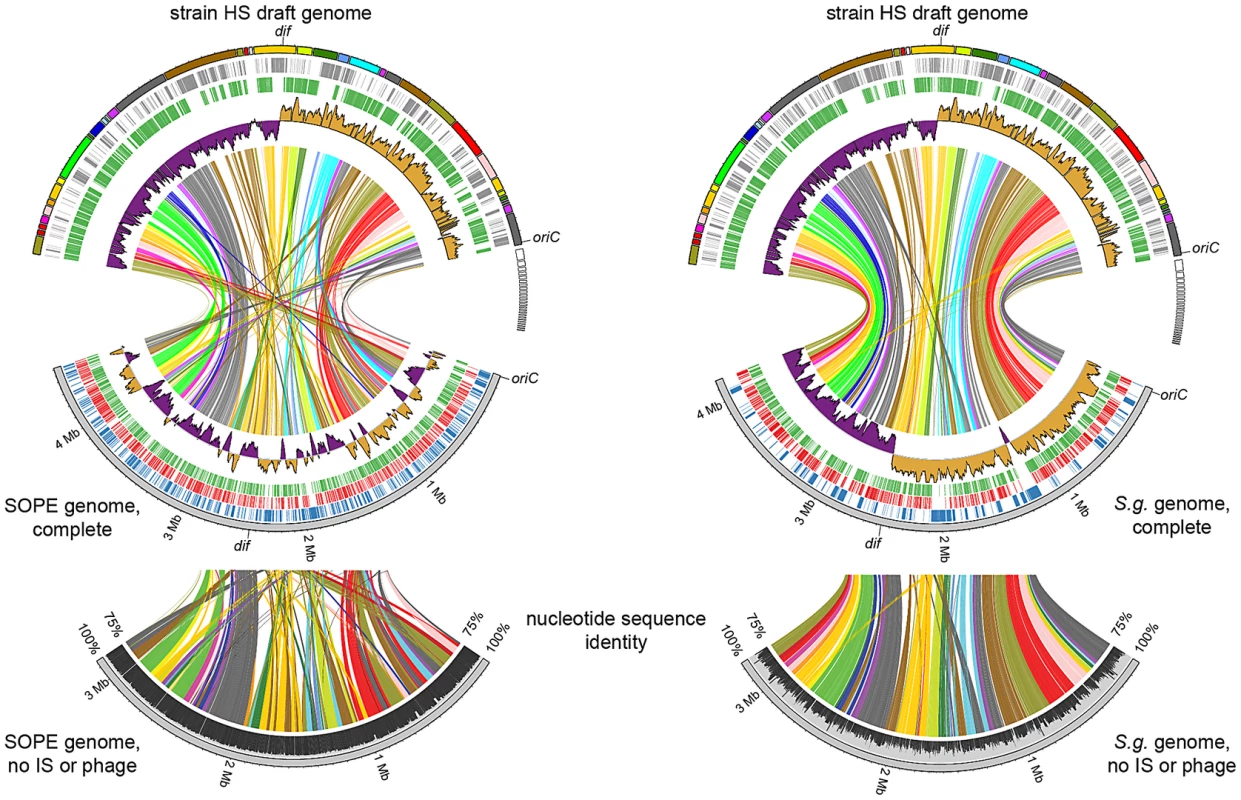 Alignment between strain HS contigs (top) and chromosomes of SOPE (left) and <i>S. glossinidius</i> (right).