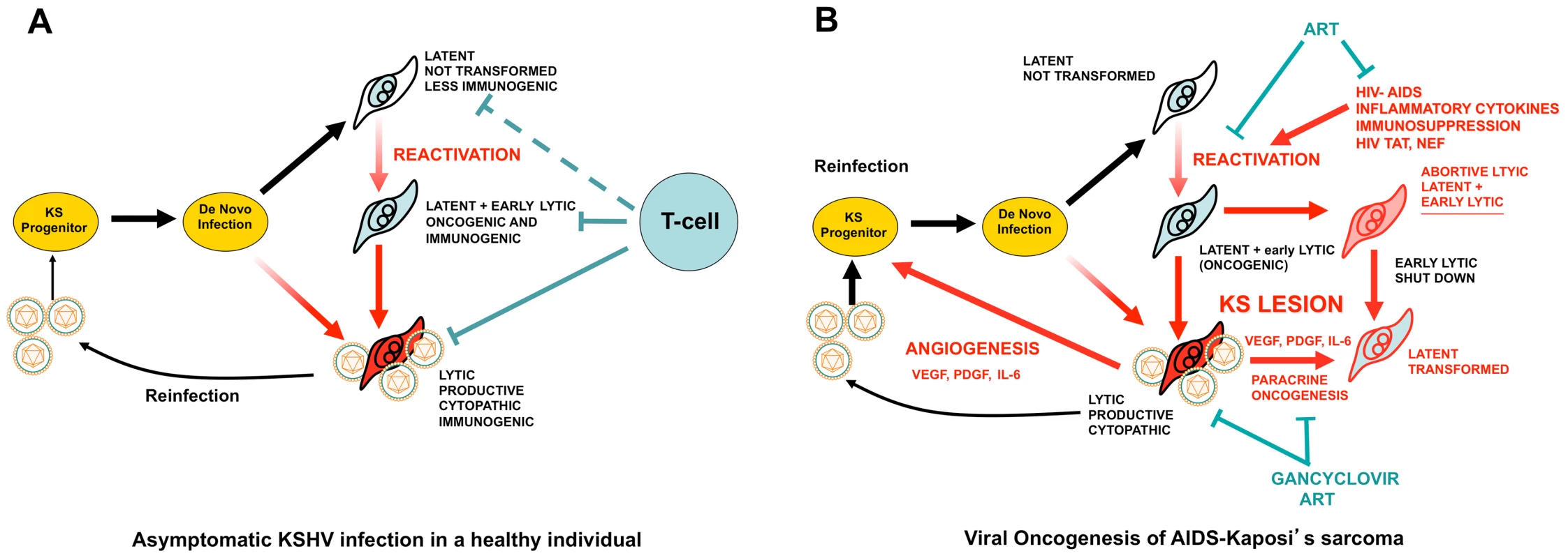 KSHV pathobiology in healthy and HIV/AIDS patients.