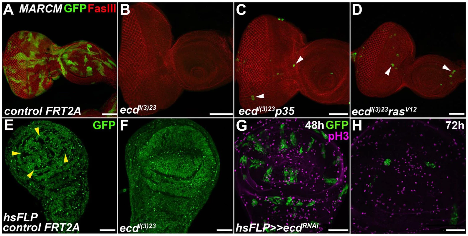 Ecd is required for survival of imaginal disc cells.
