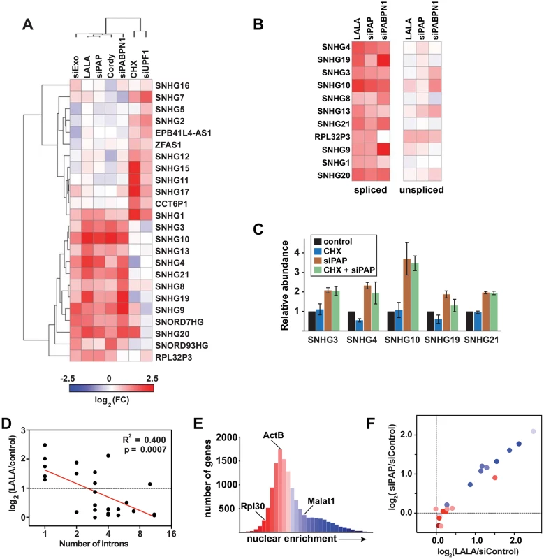 NcSNHGs are degraded by PPD or NMD.