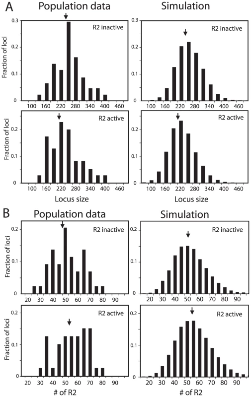 Comparison of the rDNA locus size and R2 number in R2-active and R2-inactive individuals.