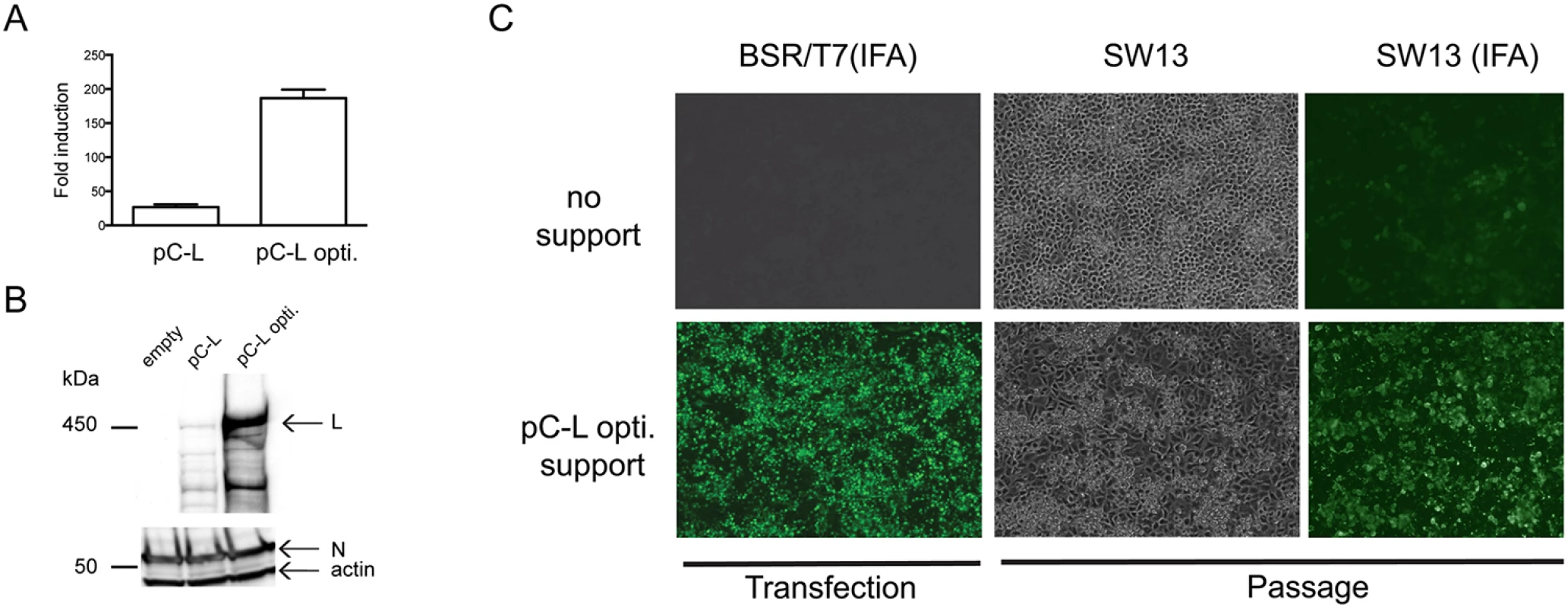 L-RdRp gene codon optimization and recovery of CCHFV from DNA.