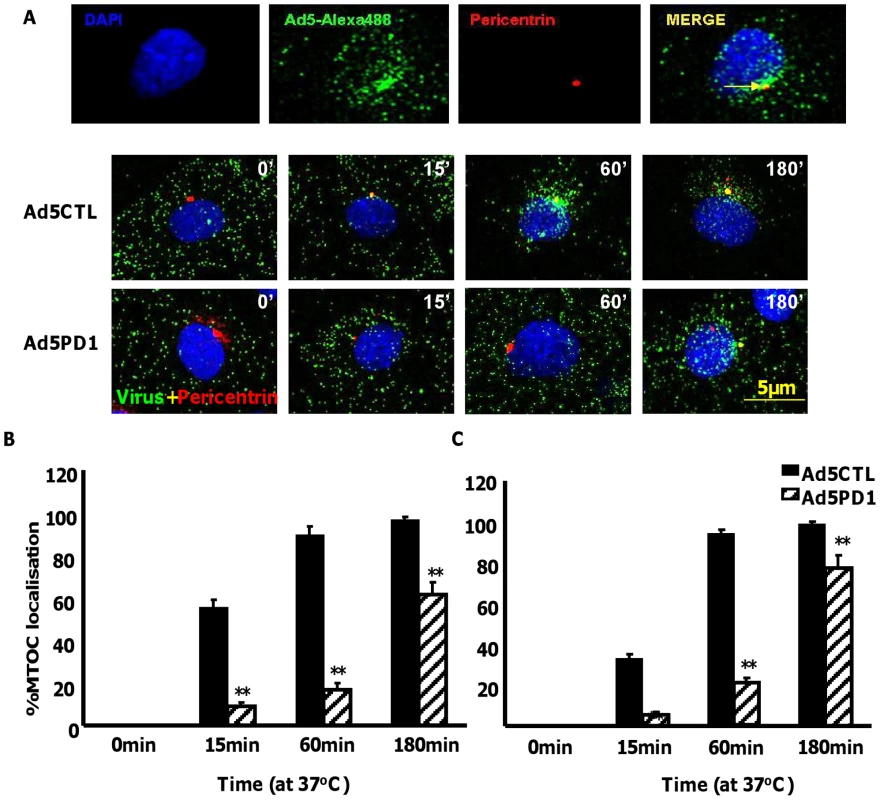 Delayed FX-mediated transport of αv integrin binding-defective Ad5 <i>in vitro</i>.