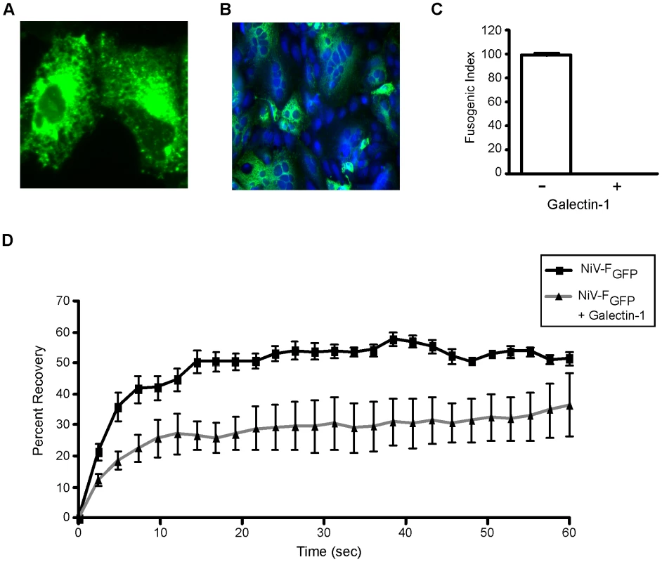 Galectin-1 interferes with lateral movement of NiV-F on the plasma membrane.