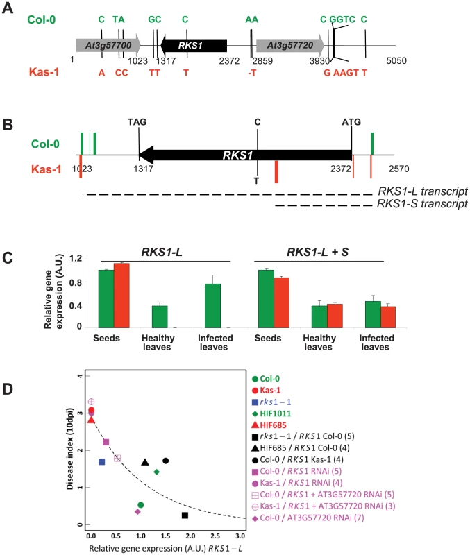 <i>RKS1</i> allelic forms and expression in susceptible and resistant accessions of <i>Arabidopsis thaliana</i>.