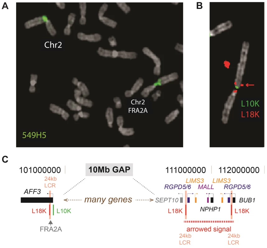 FISH analysis of the FRA2A fragile site.