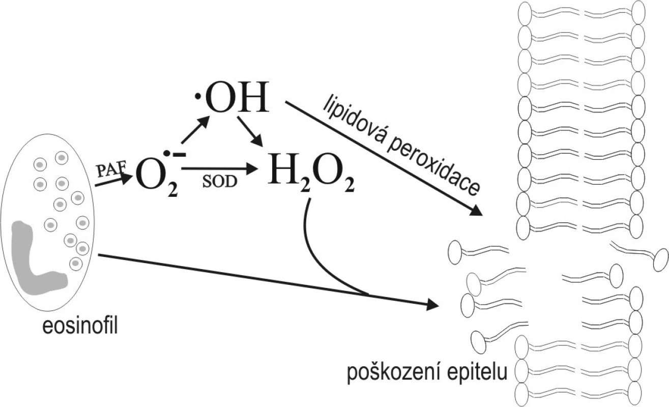 Schéma lipidové peroxidace