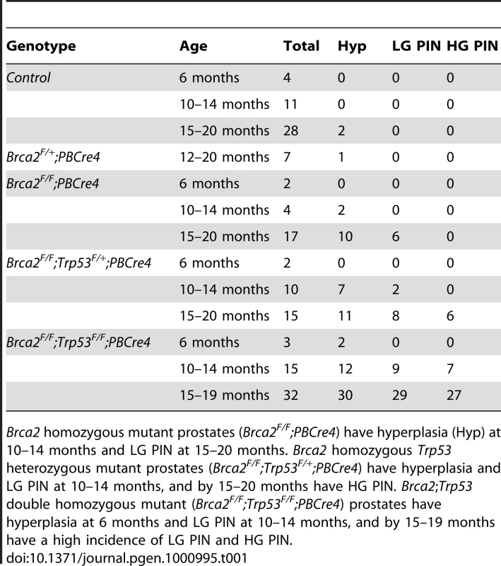 The number of control, <i>Brca2</i> mutant and <i>Brca2</i>;<i>Trp53</i> mutant prostates analysed and their phenotype.