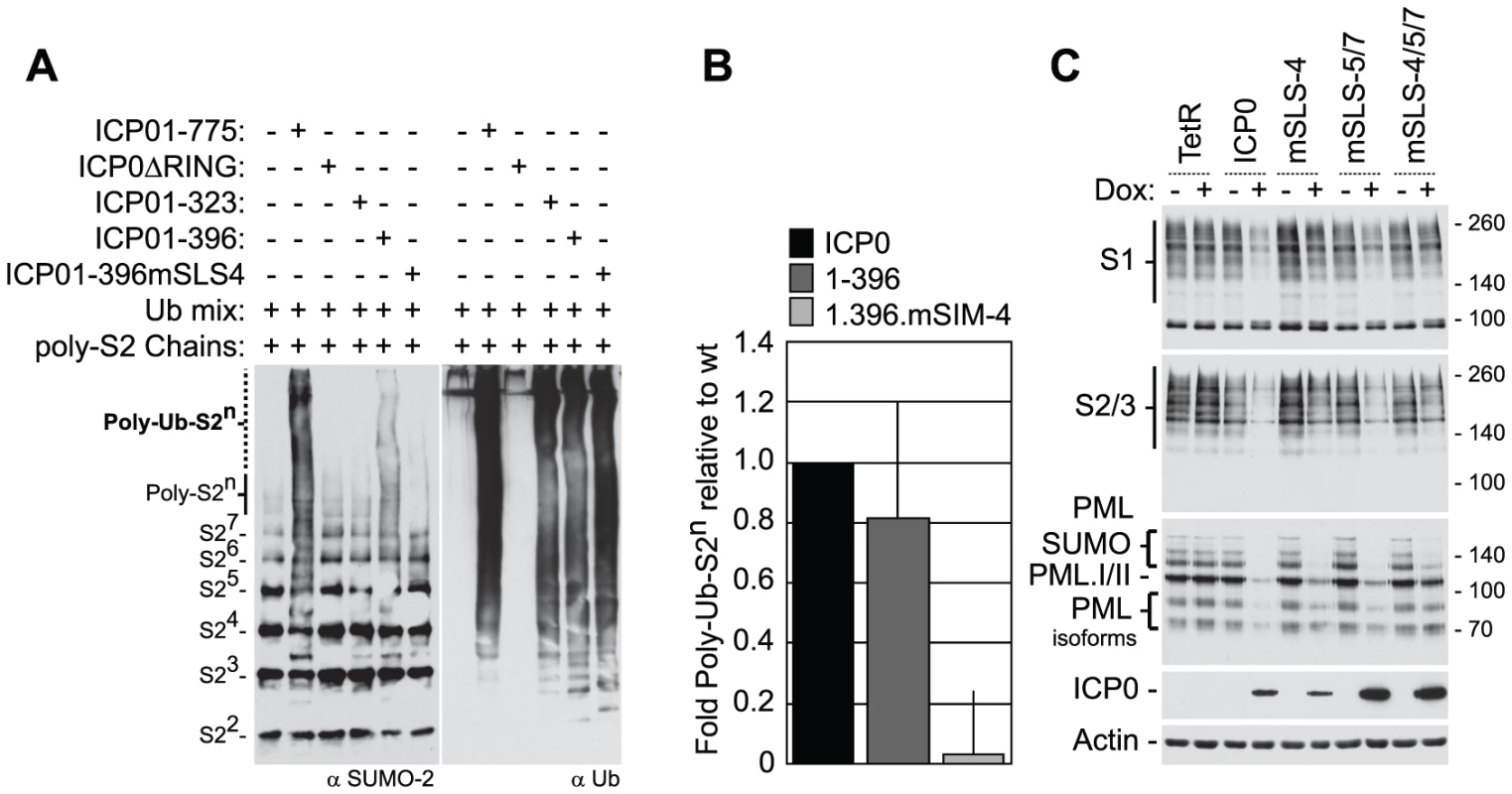 SLS-4 is required for the <i>in vitro</i> ubiquitination of poly-SUMO-2 chains and degradation of SUMO conjugates <i>in vivo</i>.