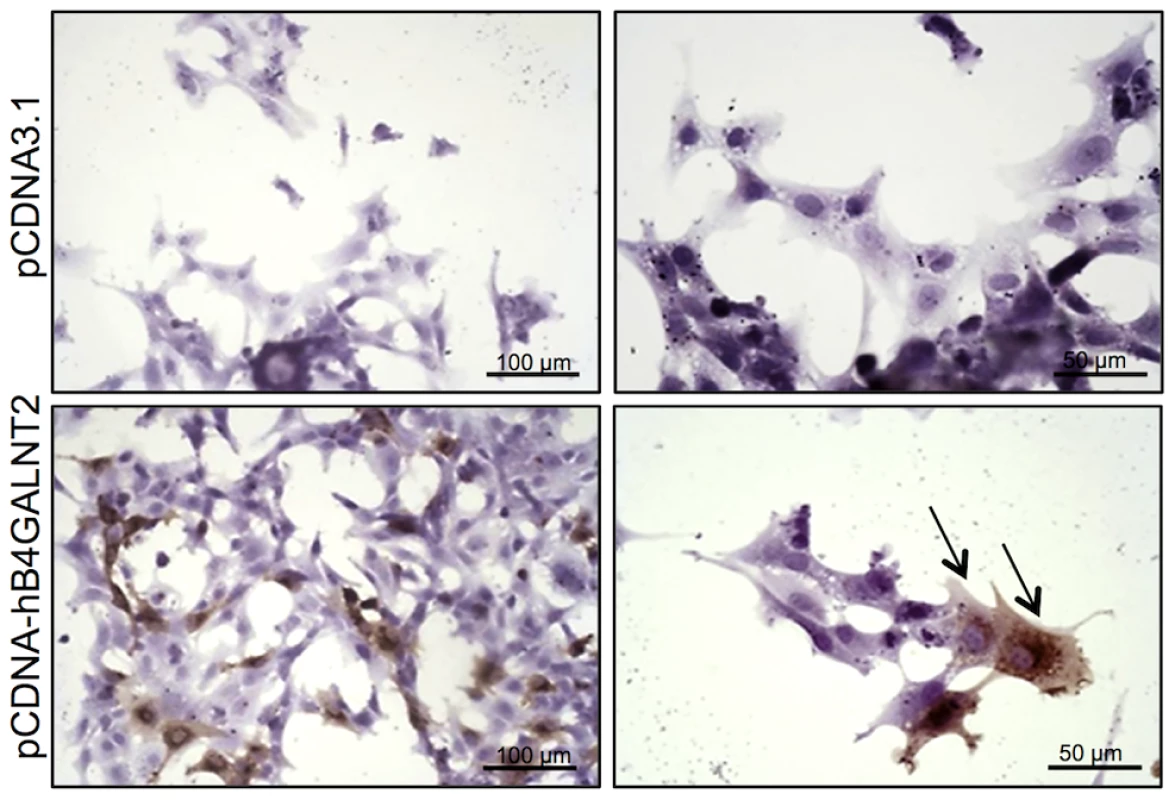 B4GALNT2 transferase activity revealed by DBA lectin after in vitro overexpression of <i>B4GALNT2</i> in ovine granulosa cells.