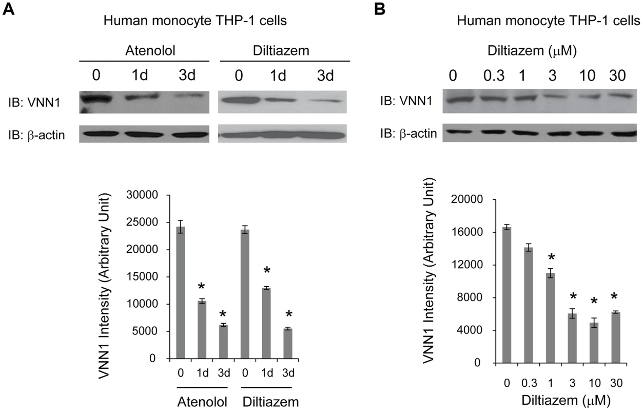 HTN drugs decrease endogenous vanin-1 protein level.