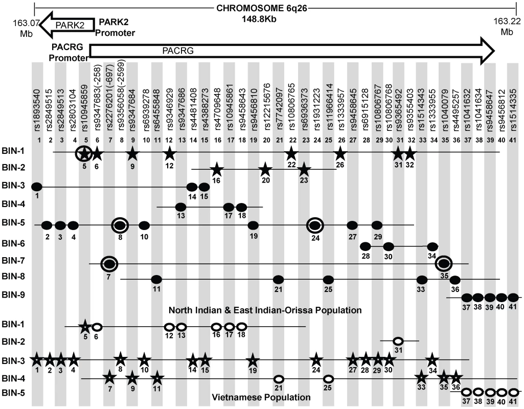 A schematic lay-out of the BIN structure (r<sup>2</sup>≥0.80) in the regulatory region of the PARK2 and PACRG genes in North Indian and East Indian-Orissa and Vietnamese population for 41 SNPs spanning 148 Kb region of Chromosome 6q26, where 36 SNPs are common to both Vietnamese and Indian population and 5 significant SNPs (No. 20, 22, 23, 26, 32) are exclusively studied in the Indian population.