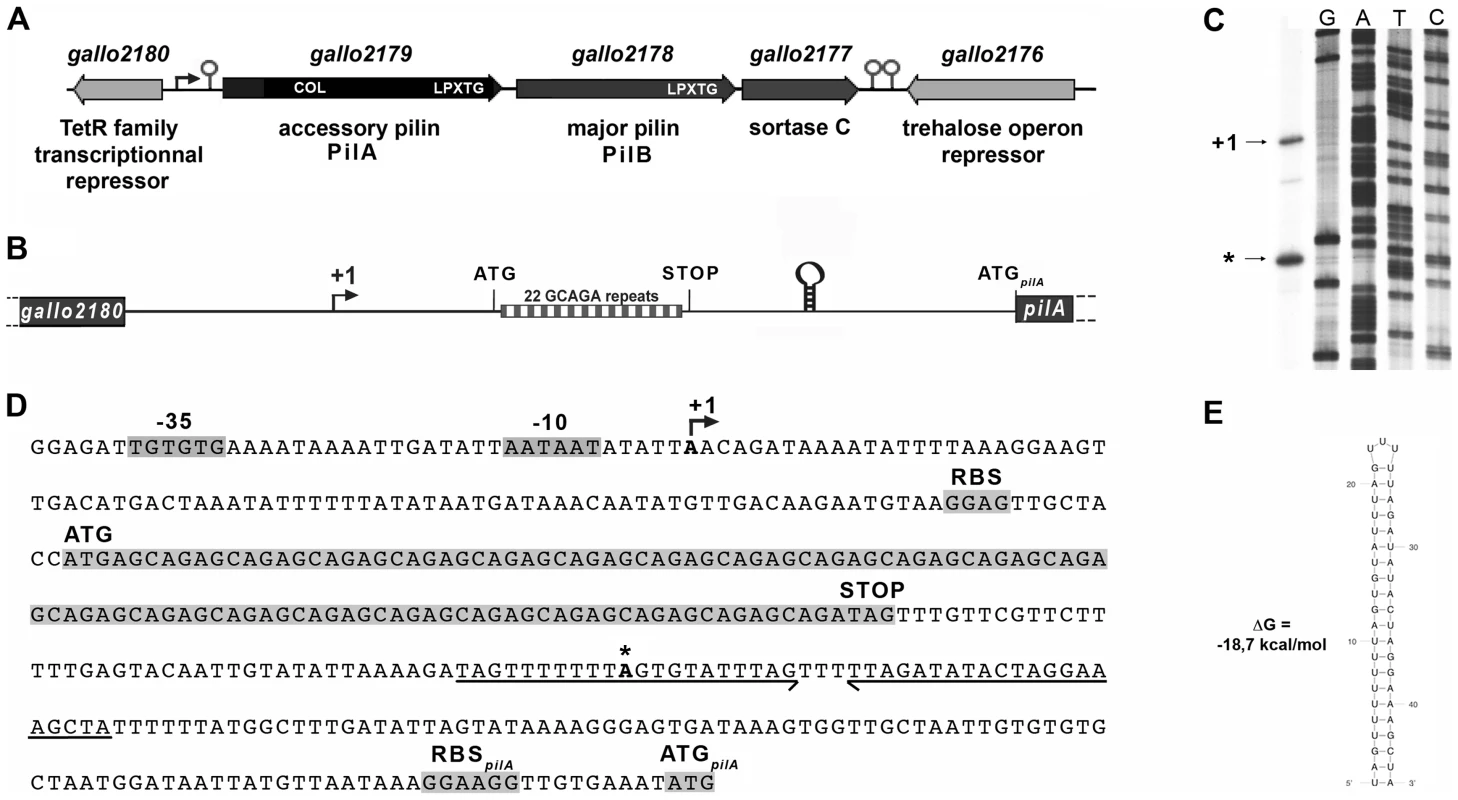 The <i>pil1</i> locus of <i>S. gallolyticus</i> strain UCN34.