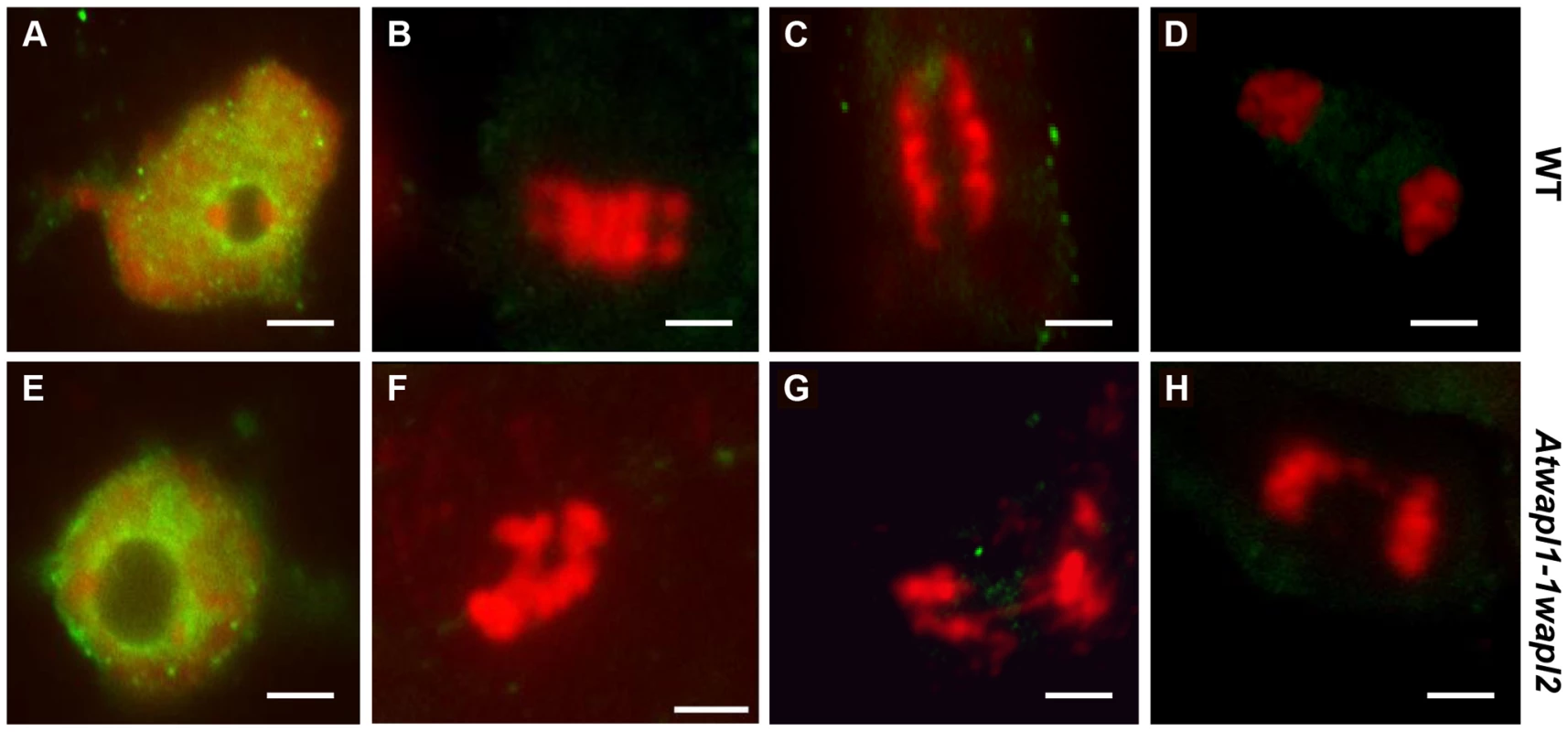 Cohesin is released normally in <i>Atwapl1-1wapl2</i> root tip cells.