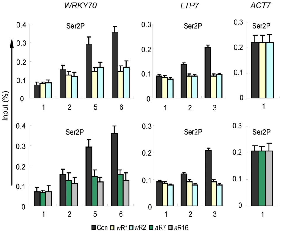 Ser2P Pol II distribution patterns along the genes in <i>AtWDR5</i> or <i>AtASH2-RNAi</i> knockdown lines.