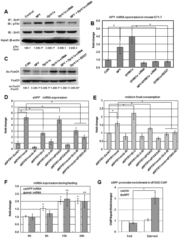 Positive regulation of <i>sNPF/NPY</i> by the Mnb/Dyrk1a-Sir2-FOXO pathway.