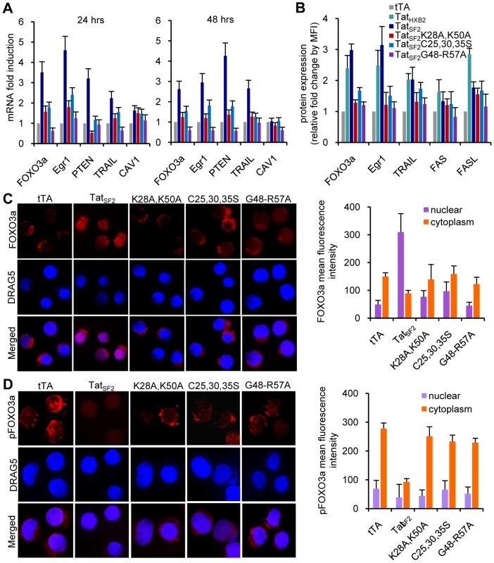 Tat-mediated cellular gene modulation in Jurkat T cells.