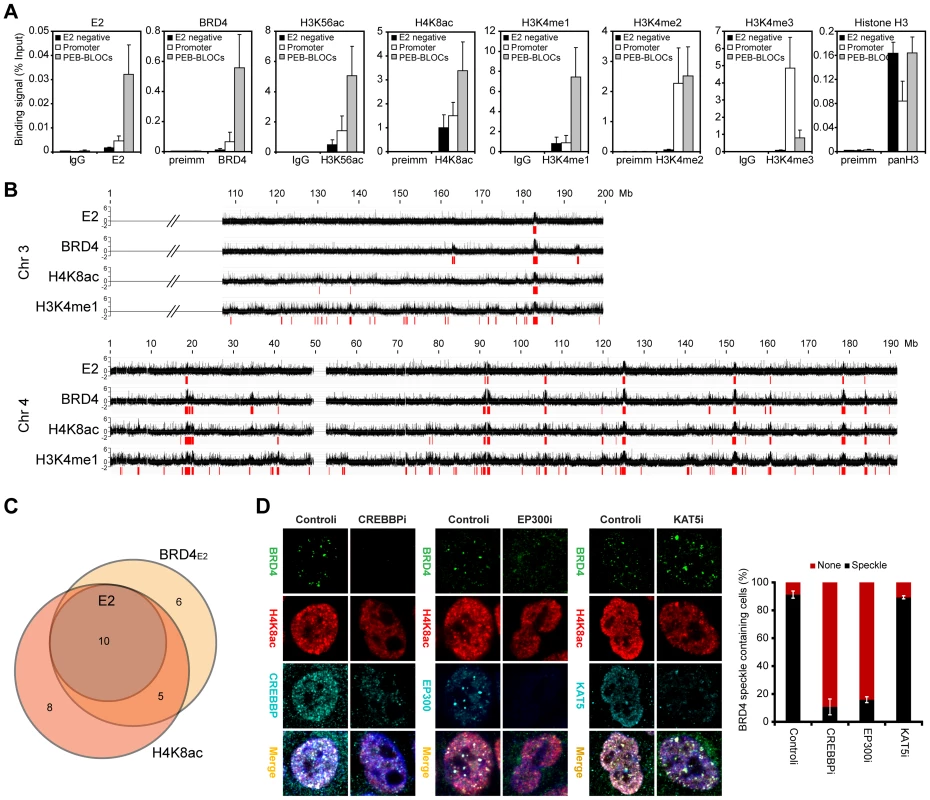 Persistent E2 binding correlates with histone acetylation through CREBBP/EP300 HAT activity.