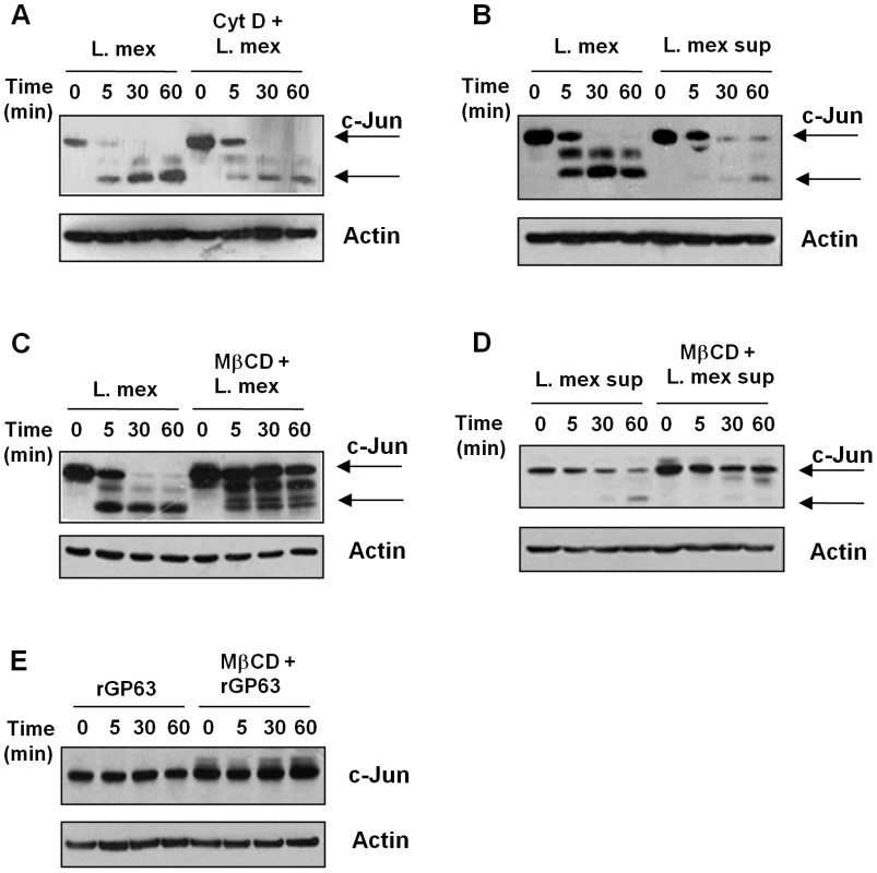 GP63 delivery into the host cell is mediated via lipid raft.