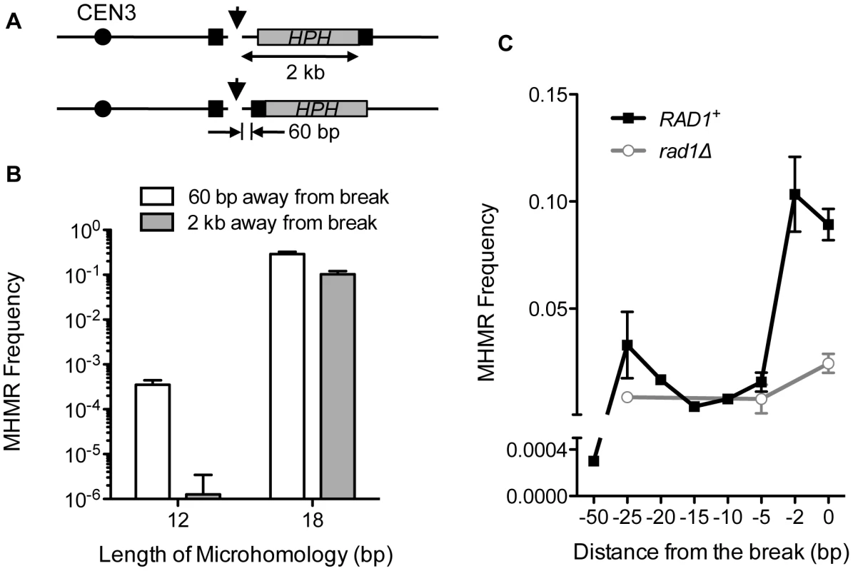 The distance from the DSB inversely affects MHMR frequency.