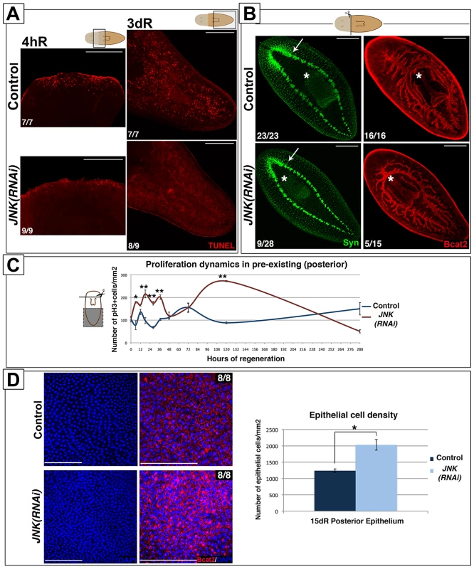 JNK triggers apoptosis and restores proportionality after amputation.