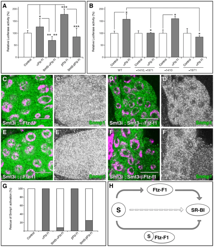 SUMOylation of Ftz-f1 modulates Snmp1 expression.