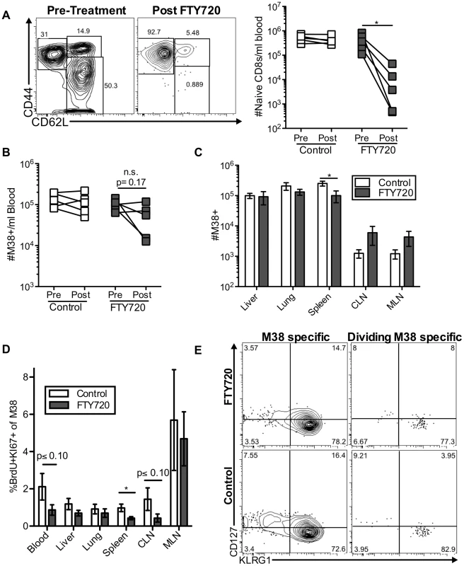 Short-term FTY720 treatment does not alter the pattern of division of inflationary cells.