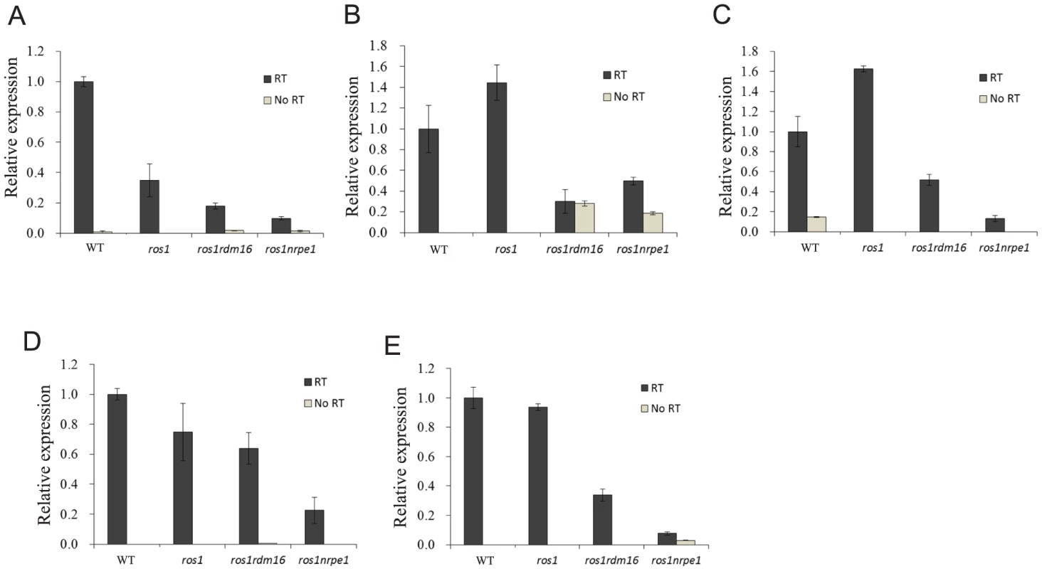 The <i>rdm16</i> mutation reduced the levels of Pol V transcripts.
