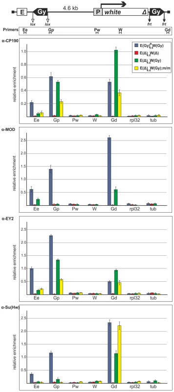 Binding of insulator proteins to the eye enhancer, promoter, <i>white</i> gene and <i>gypsy</i> insulators in the transgenic construct.