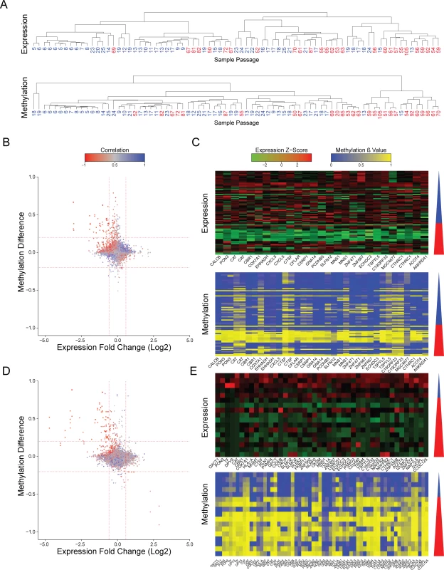 Changes in expression and methylation during prolonged culturing of hPSCs.