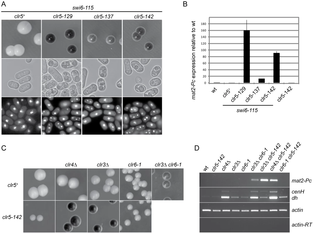 Clr5 acts in the same pathway as the HDAC Clr6 and represses <i>mat2-P</i> independently of Swi6, Clr3, and Clr4.