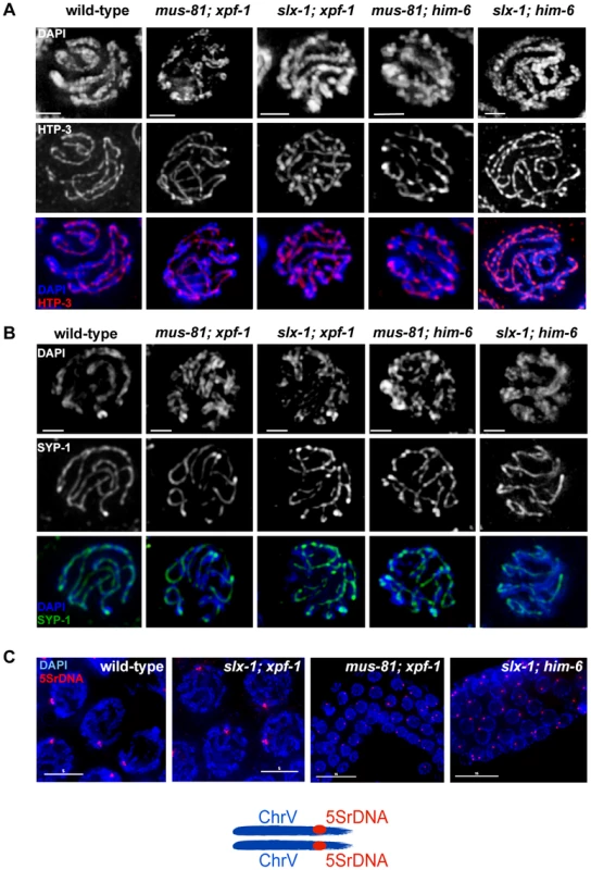 Normal chromosome morphology and HTP-3 and SYP-1 loading in pachytene stage nuclei in <i>[mus-81; xpf-1], [slx-1; xpf-1], [mus-81; him-6]</i> and <i>[slx-1; him-6]</i> double mutants.